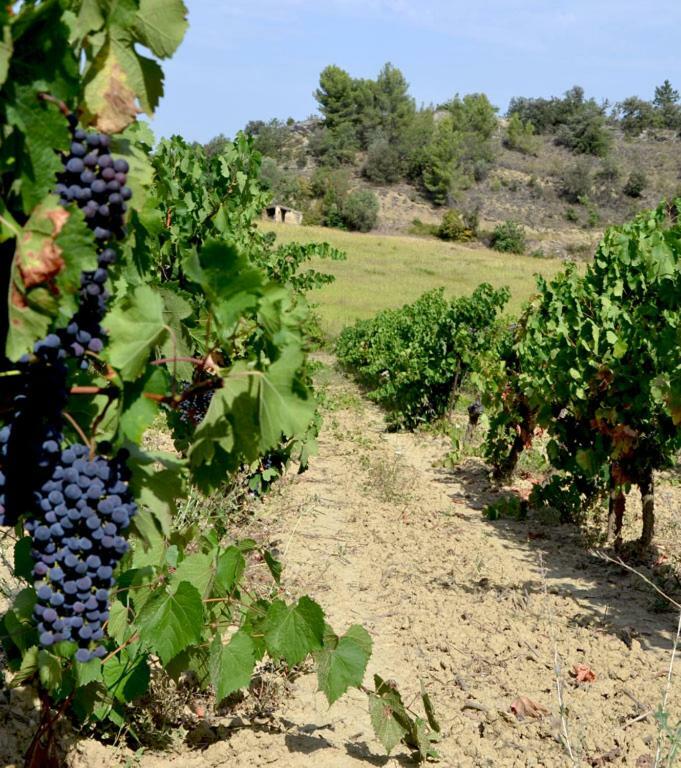 Gite Vigneron Du Domaine D'Alon Magrie Exteriér fotografie