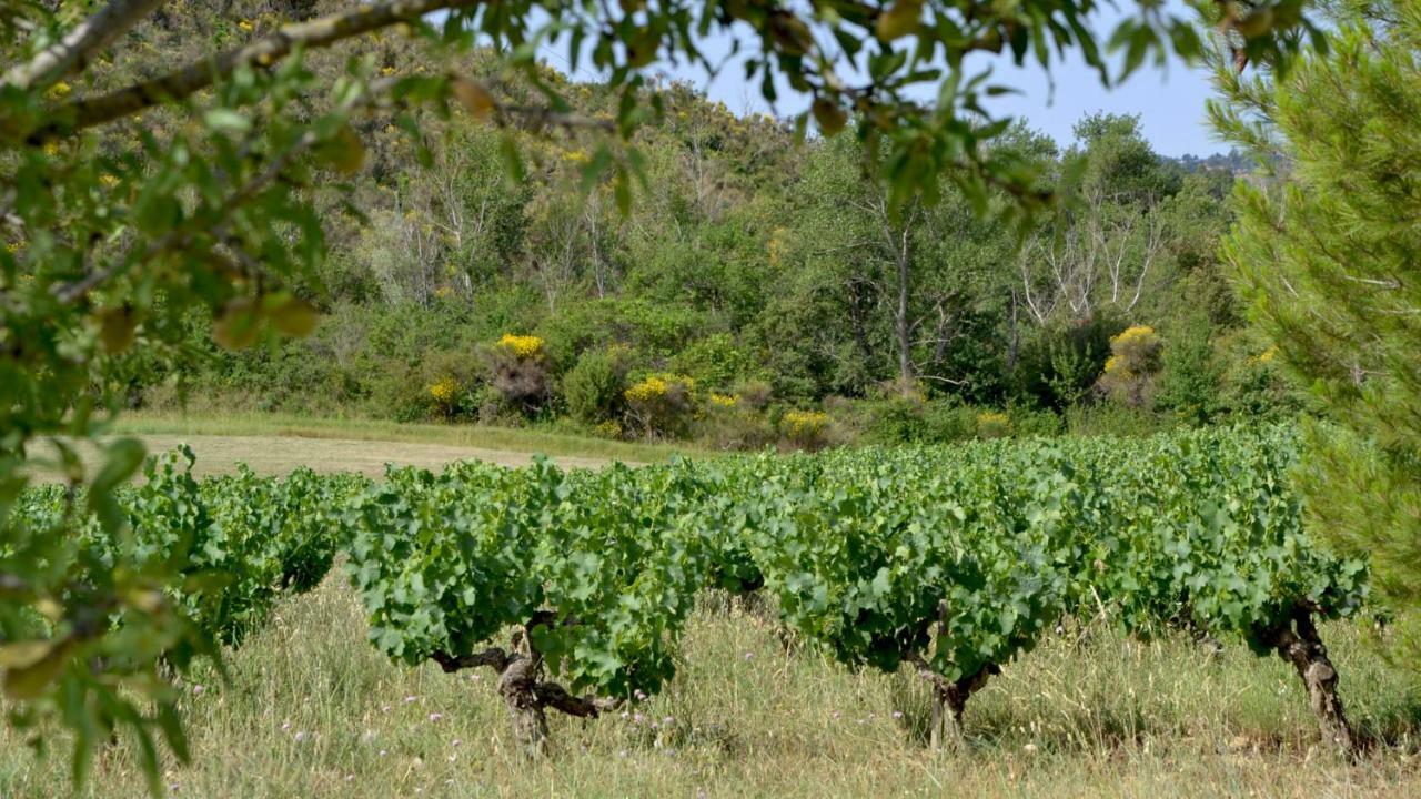 Gite Vigneron Du Domaine D'Alon Magrie Exteriér fotografie